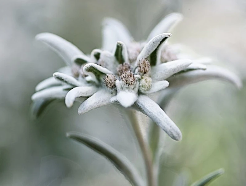 Edelweissblüten