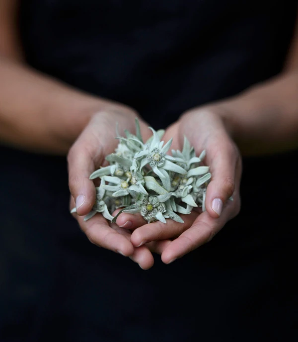 Edelweiss in der HAnd